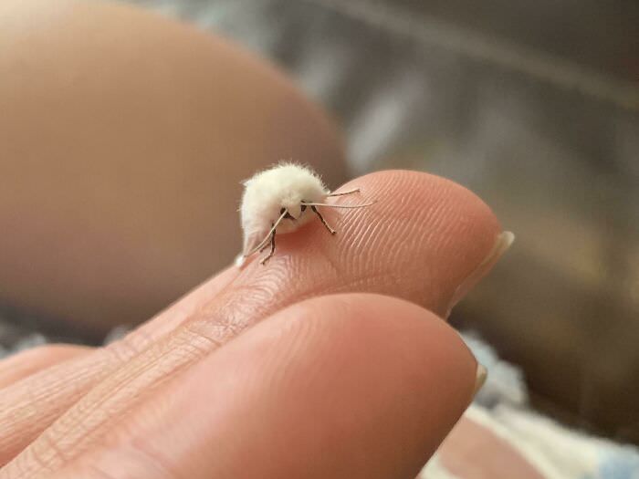 Fuzzy little moth