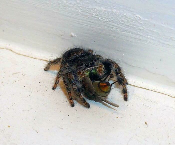 Frank, the jumping spider that eats our house flies for us