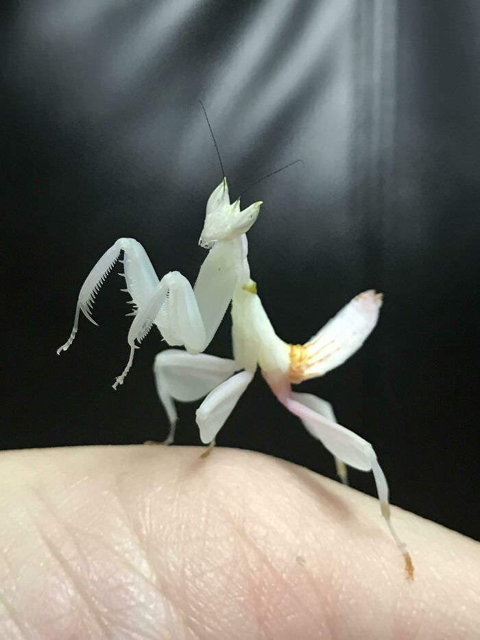 My orchid mantis is cute as a button