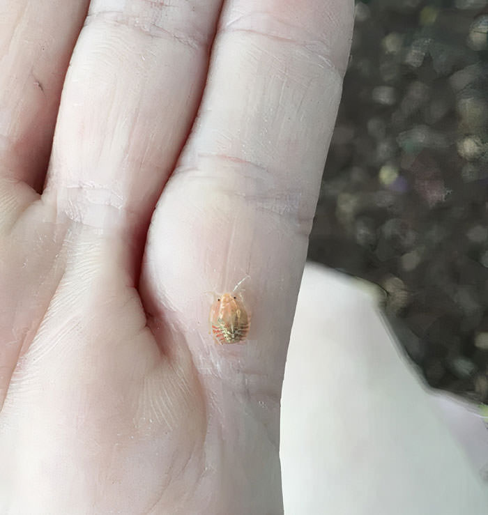 Orangish-yellow and a little fluffy bug found in north-eastern Germany