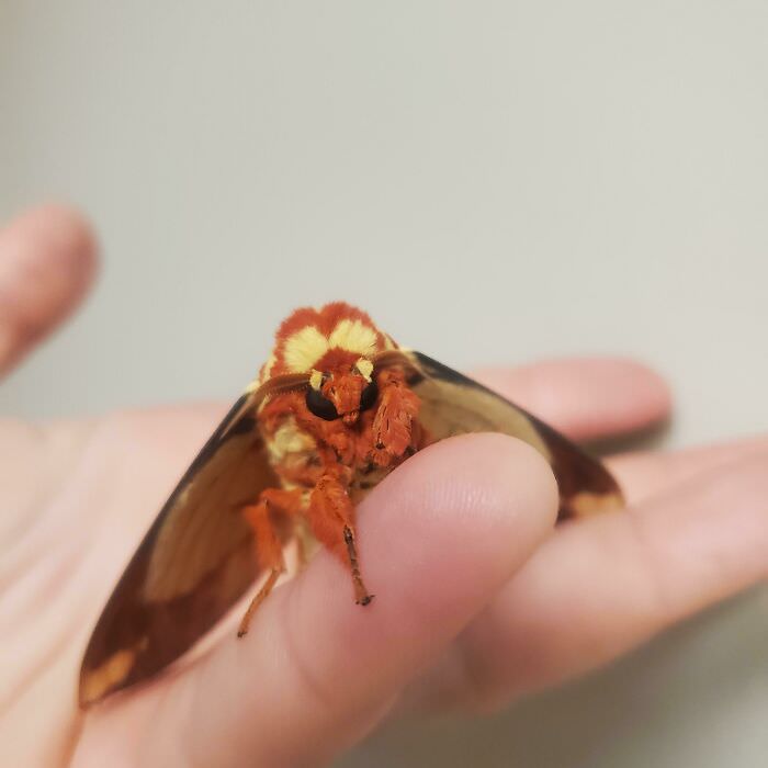 Regal walnut moth