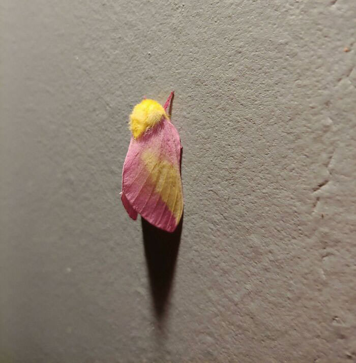 Pink and yellow moth