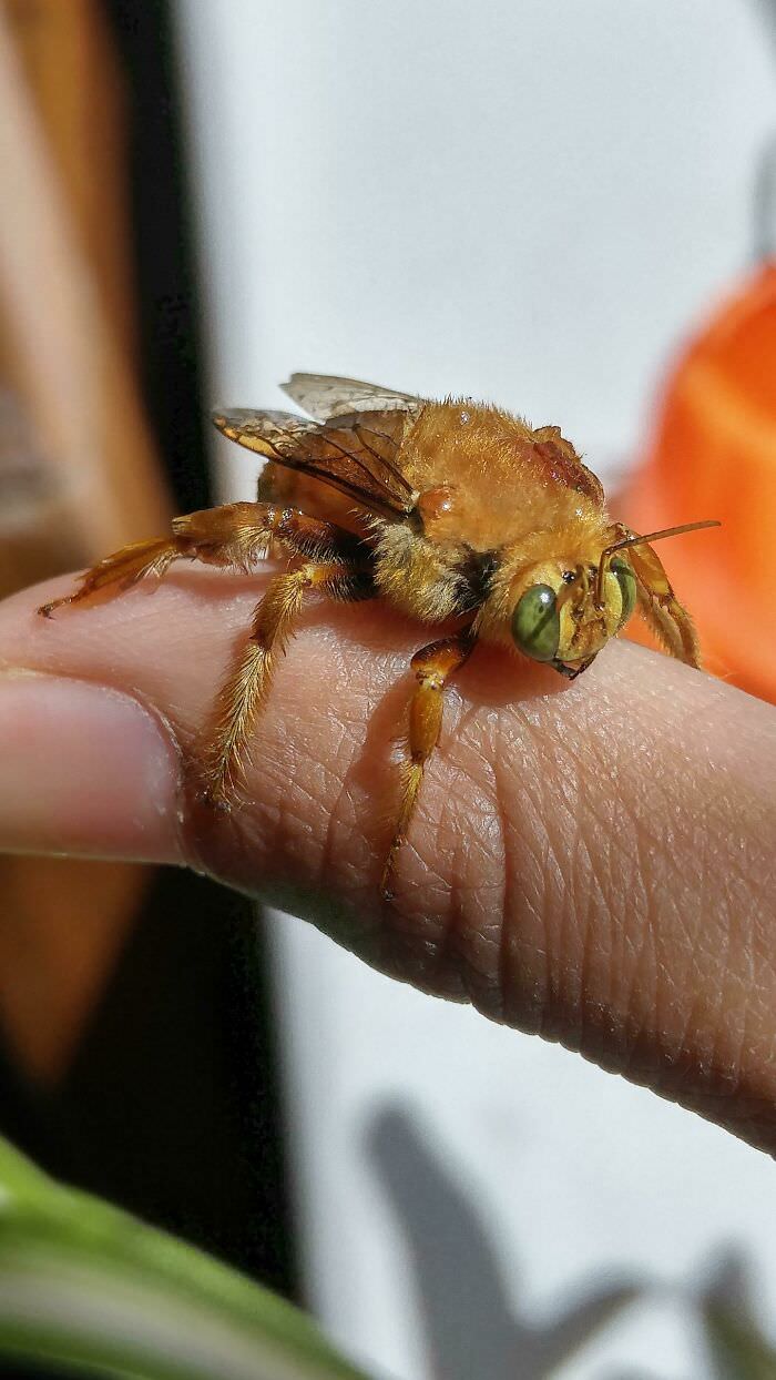 Cute male carpenter bee