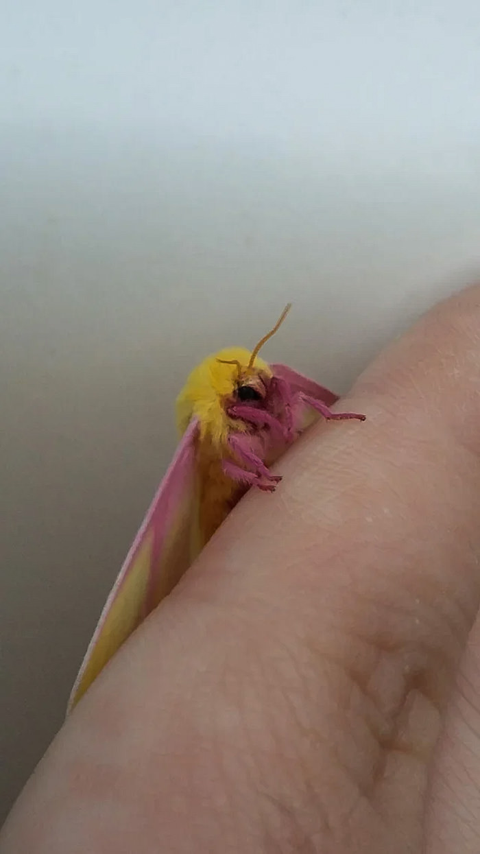 Adorable rosy maple moth I found today