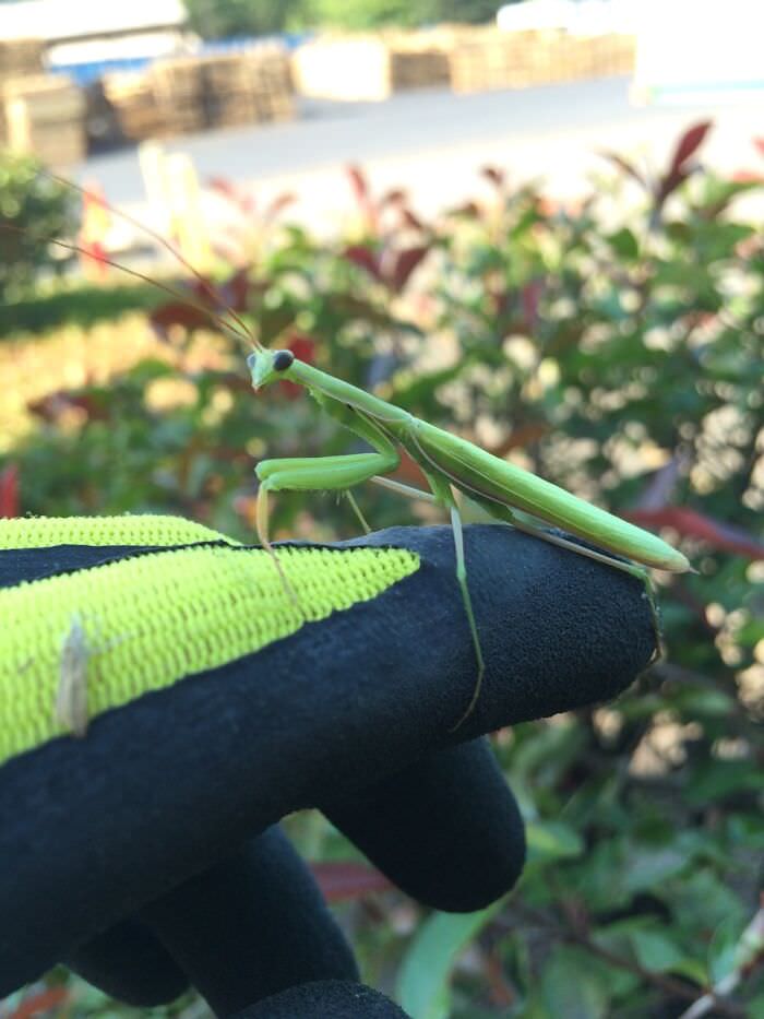 Cute mantis I found the other day