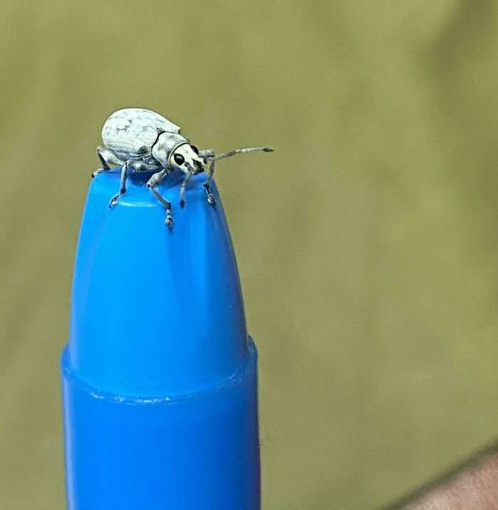 Little white bug with dark spots sitting on an end of highlighter found in central Florida
