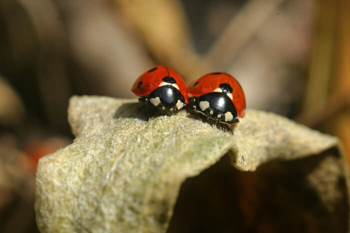 Two cute ladybugs