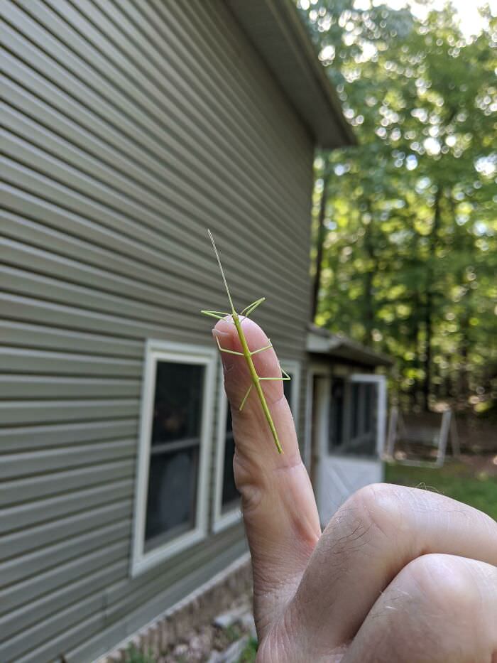 Just hatched walking stick, so adorable and still tender