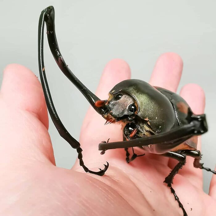 Scarab with long arms