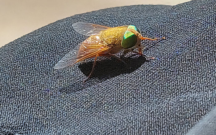 Discovered a strange blonde fly with bright green eyes on Rottnest Island, WA