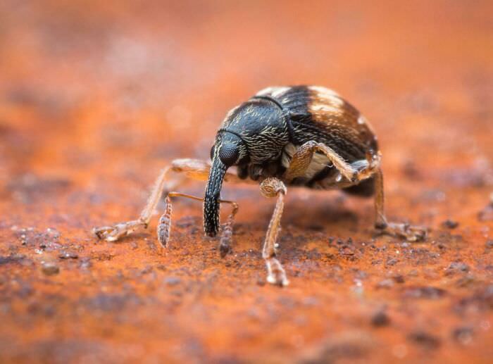 Found a cute little weevil in our garden