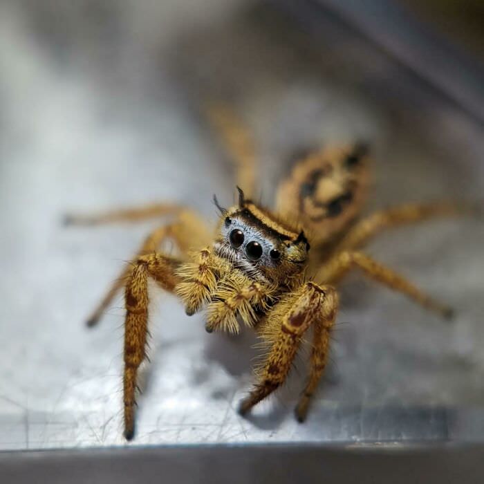 Subadult Arizona Jumping Spider