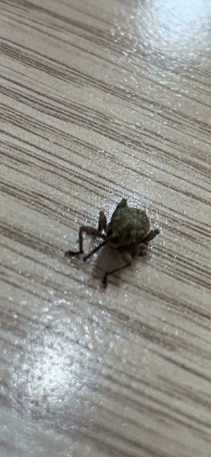 Nut weevil came to greet me through the window, such a cute bug