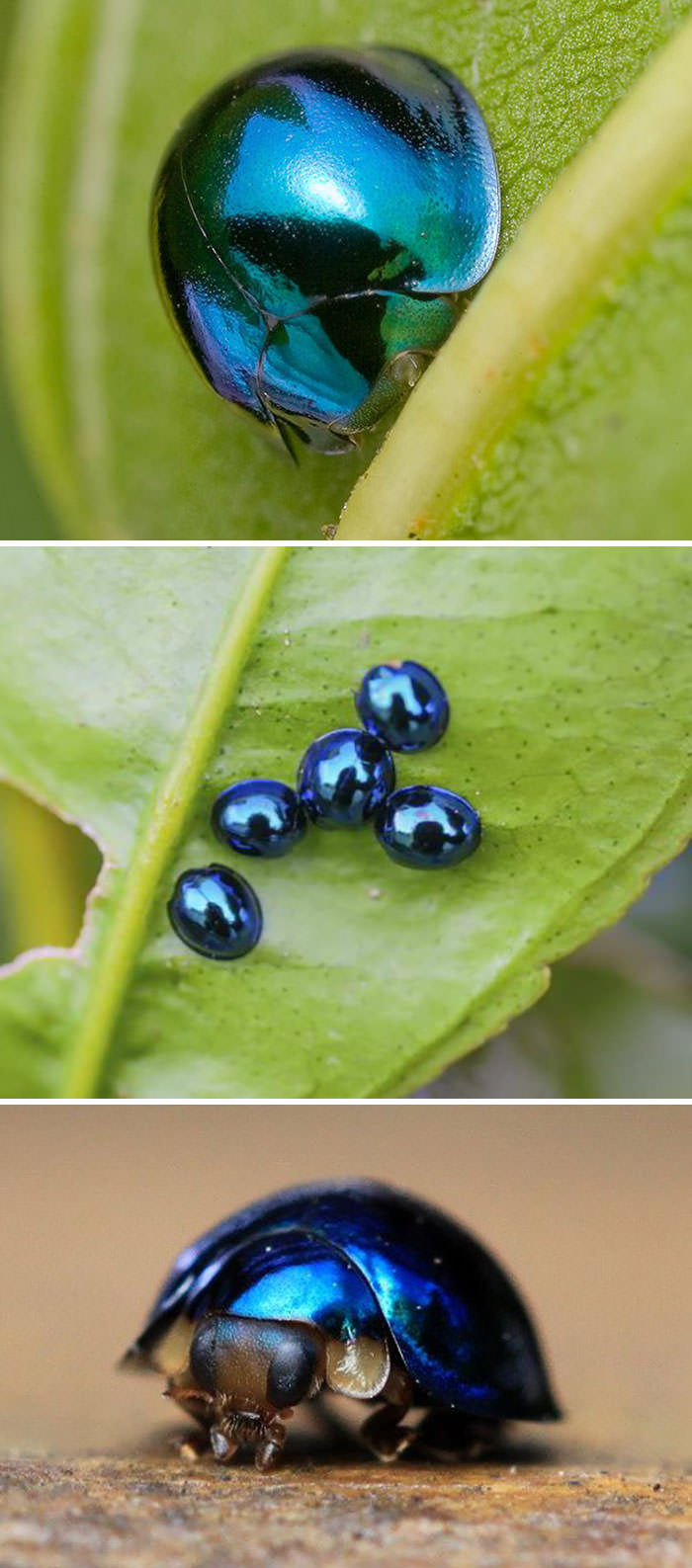 Steel blue ladybug