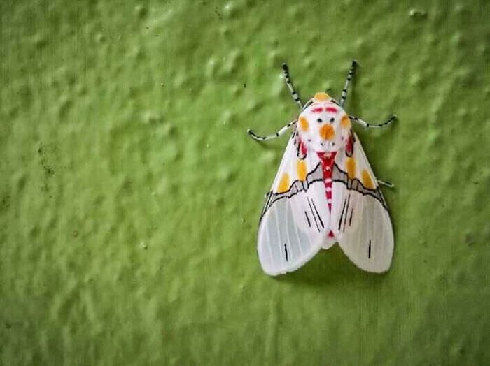 The pattern on this moth resembles a snowman
