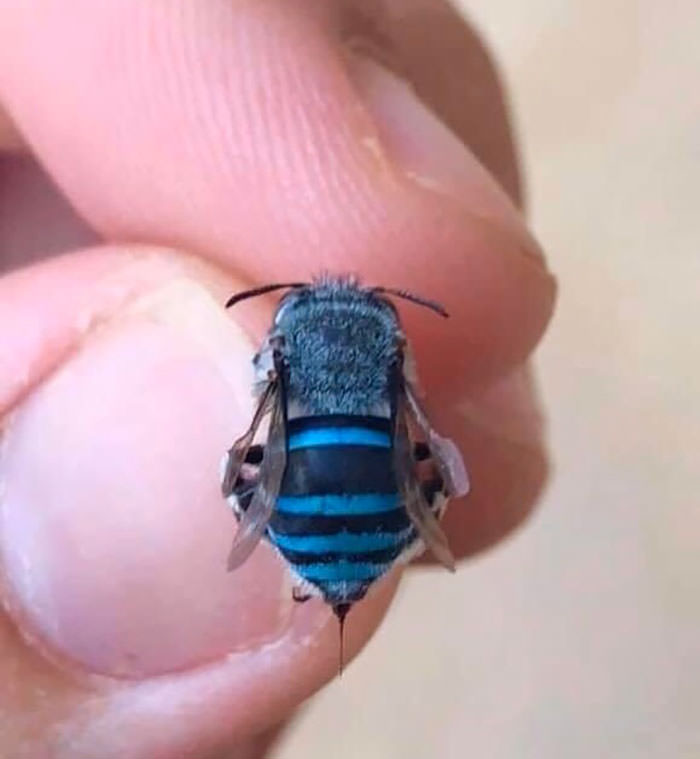 Not all bees are yellow and brown, this is a Northern Blue Banded Bee
