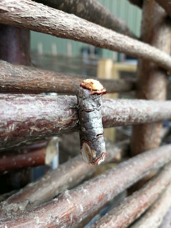 Buff-Tip Moth disguised as birch wood