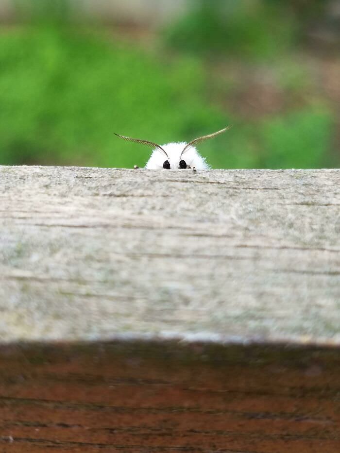 Little Moth saying "yo"