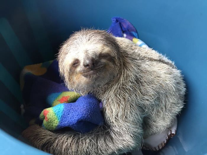 These Adorable Sloth Pictures will make you squeal with delight!