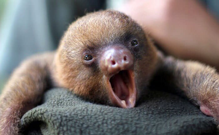 These Adorable Sloth Pictures will make you squeal with delight!