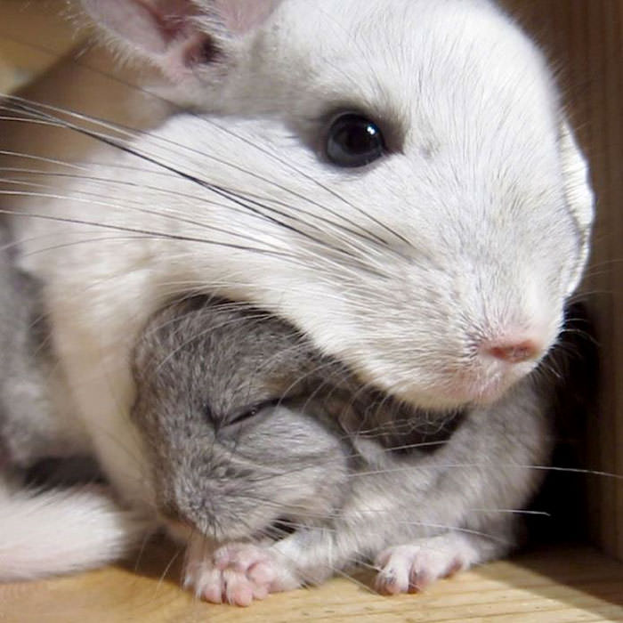Cuteness Overload: Baby Chinchillas That Will Make You Swoon