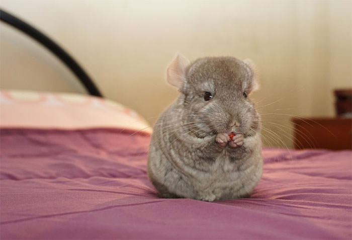 Cuteness Overload: Baby Chinchillas That Will Make You Swoon