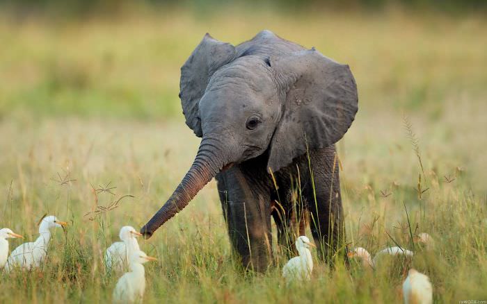 The Charm of Baby Elephants: Sweet Moments Caught on Camera