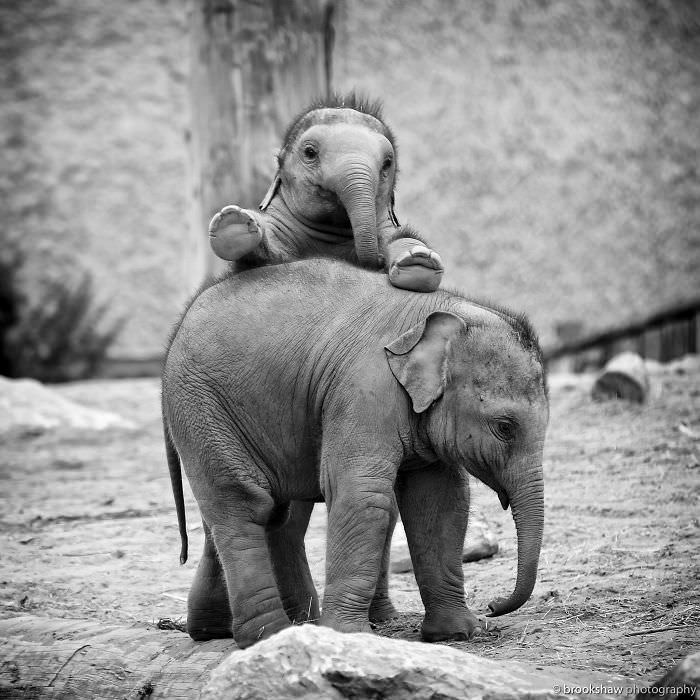 The Charm of Baby Elephants: Sweet Moments Caught on Camera