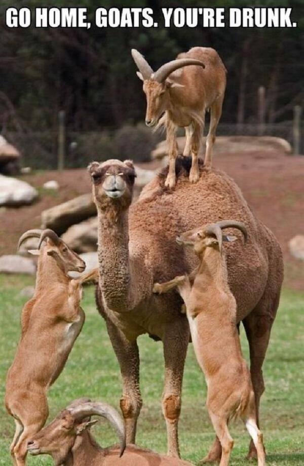Hump Day Humor: The Best Camel Memes You Need to See