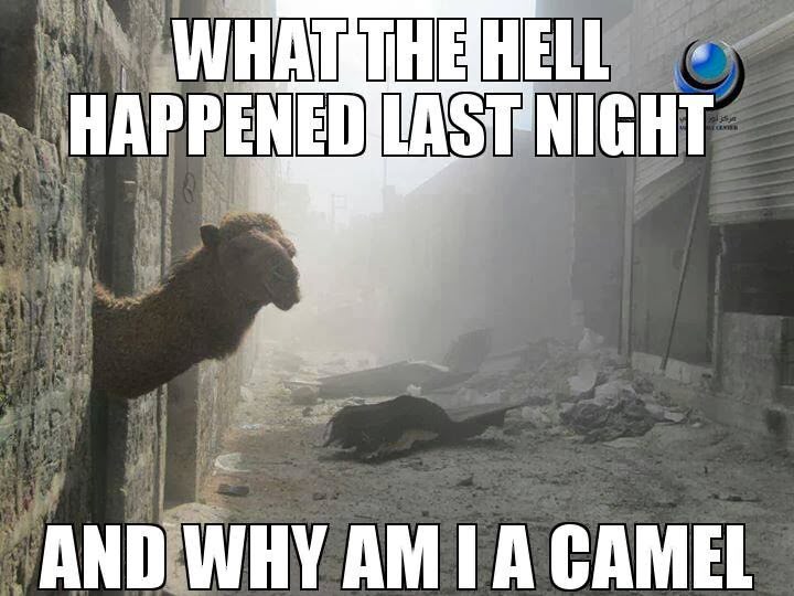 Hump Day Humor: The Best Camel Memes You Need to See