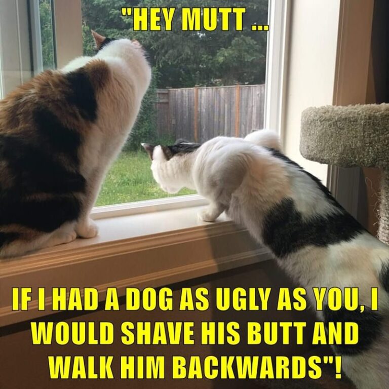 From Tails to Tooshies: The Quirky Charm of Cat Butt Memes