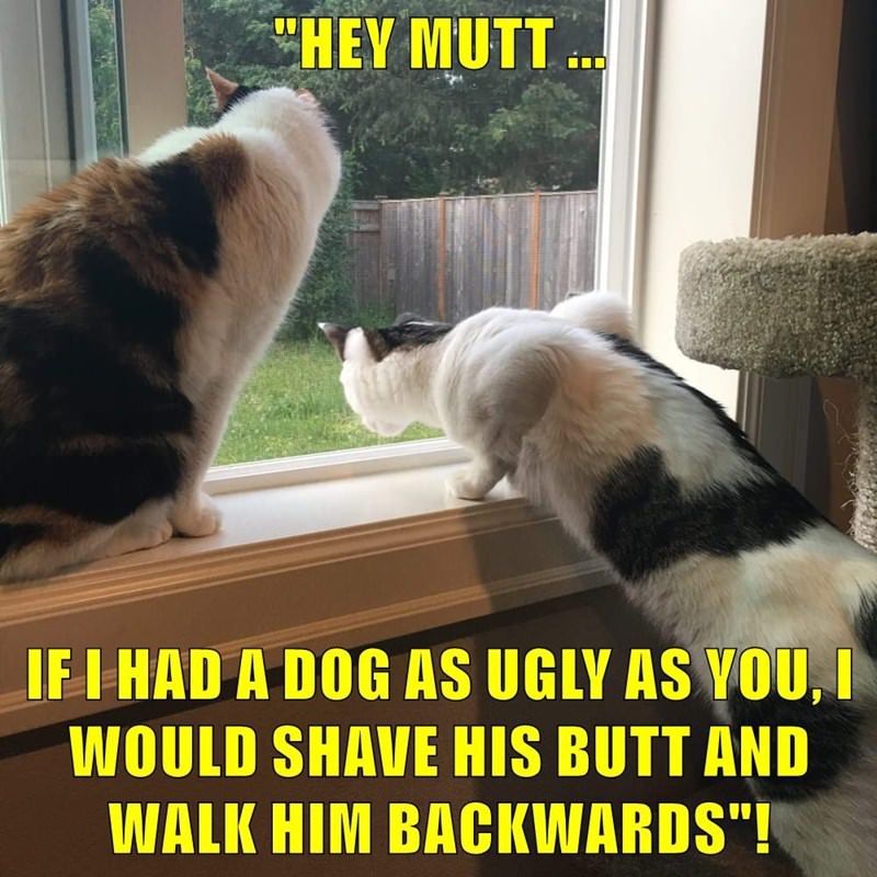 Cats Know How to Throw Shade at Dogs