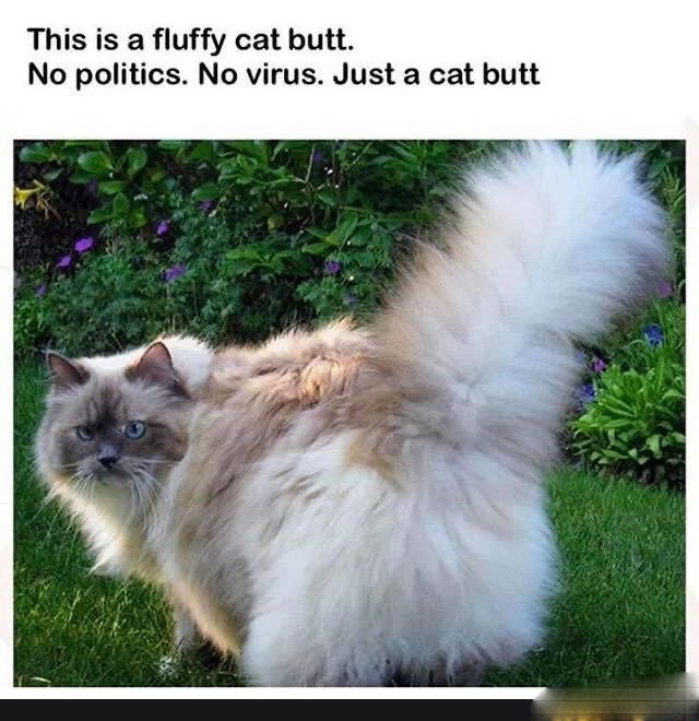 Just a Fluffy Cat Butt, No Politics or Virus Talk