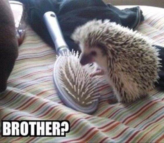 Spiky and Adorable: The Funniest Hedgehog Memes You Need to See