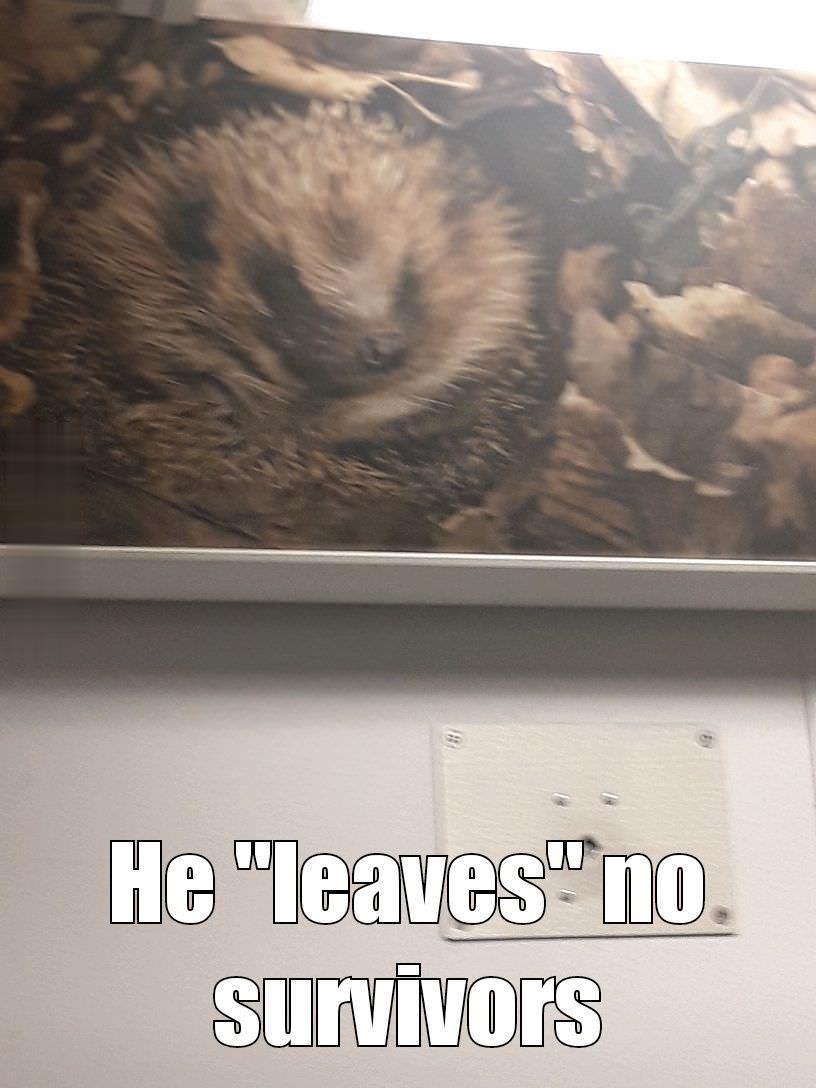 Spiky and Adorable: The Funniest Hedgehog Memes You Need to See