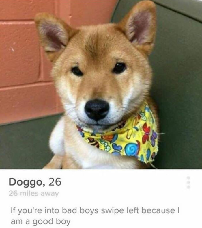 Friendly Tinder canine