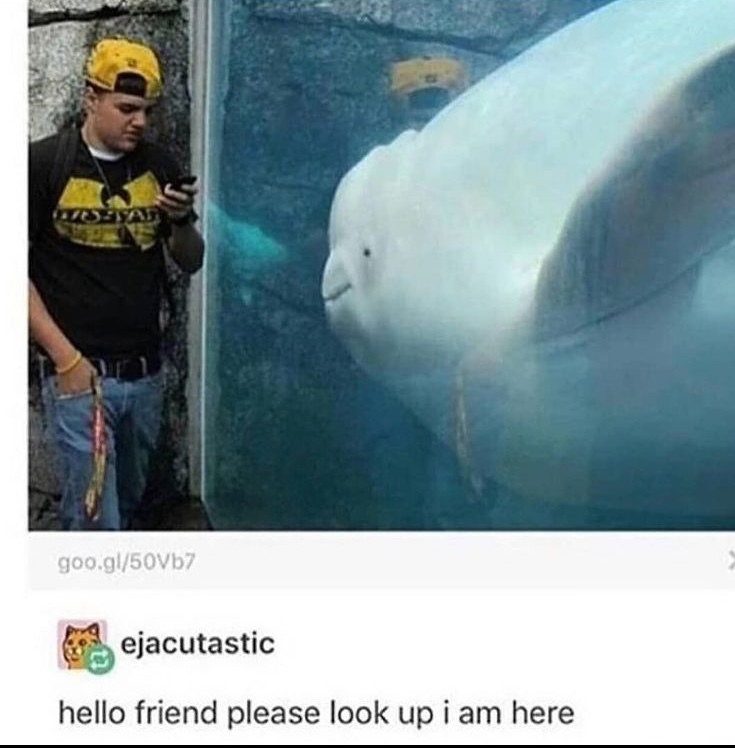 Whale, Hello There: The Top Whale Memes that will make you Laugh
