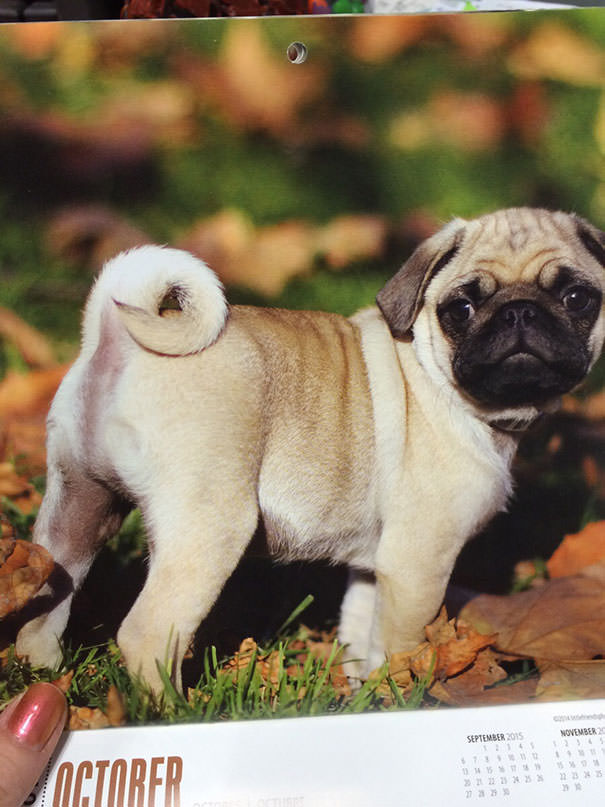 A puppy in October seems to be experiencing a Photoshop fail.