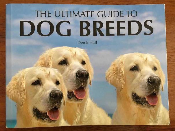 This book seems to have used the same dog photo three times.