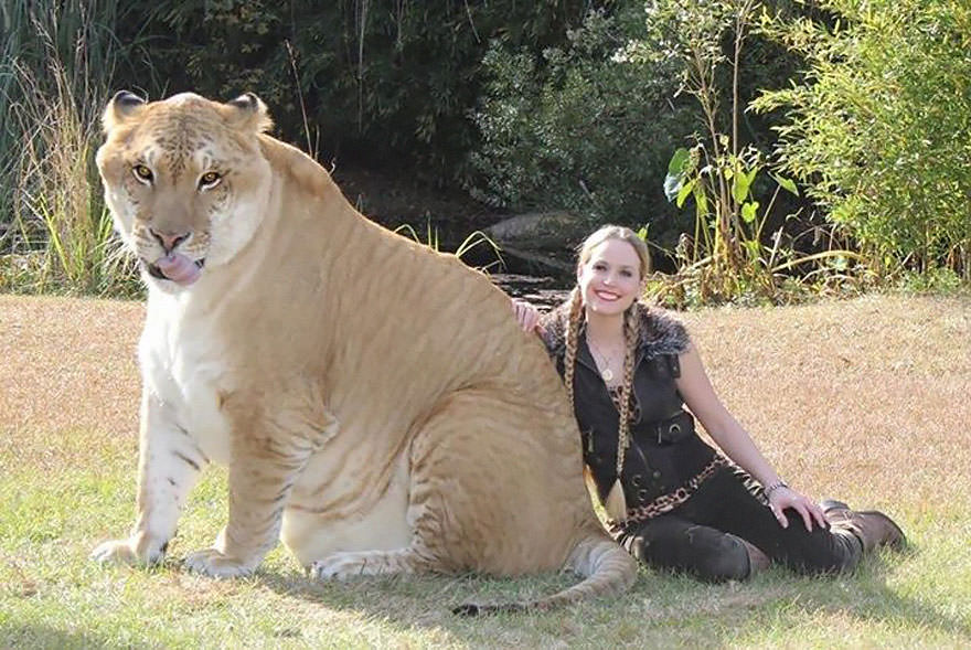 Liger ( Male Lion + Female Tiger)