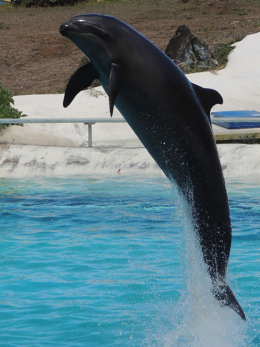 Wholphin (Male False Killer Whale + Female Bottlenose Dolphin)