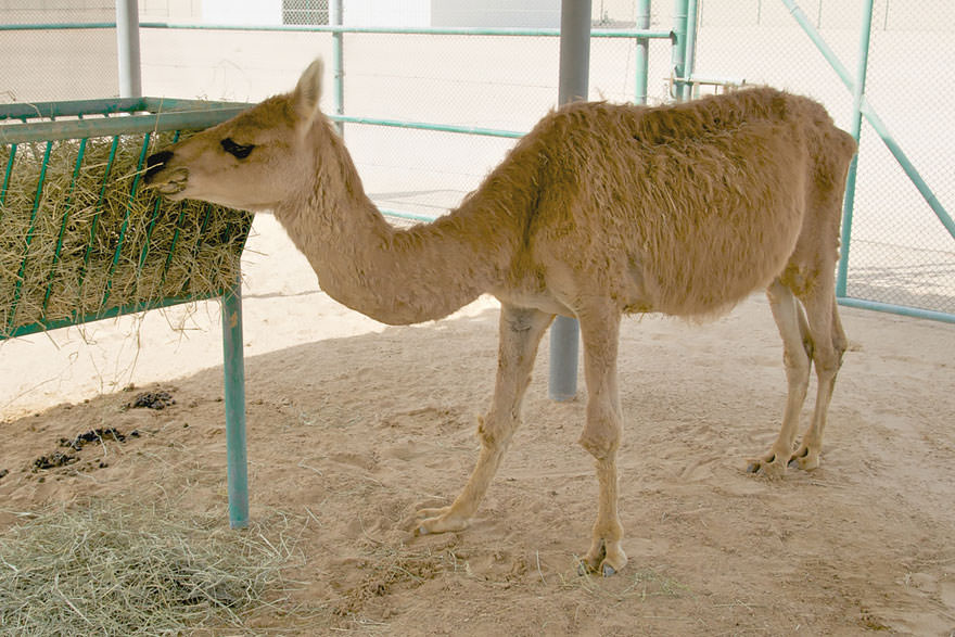 Cama (Camel + Llama)