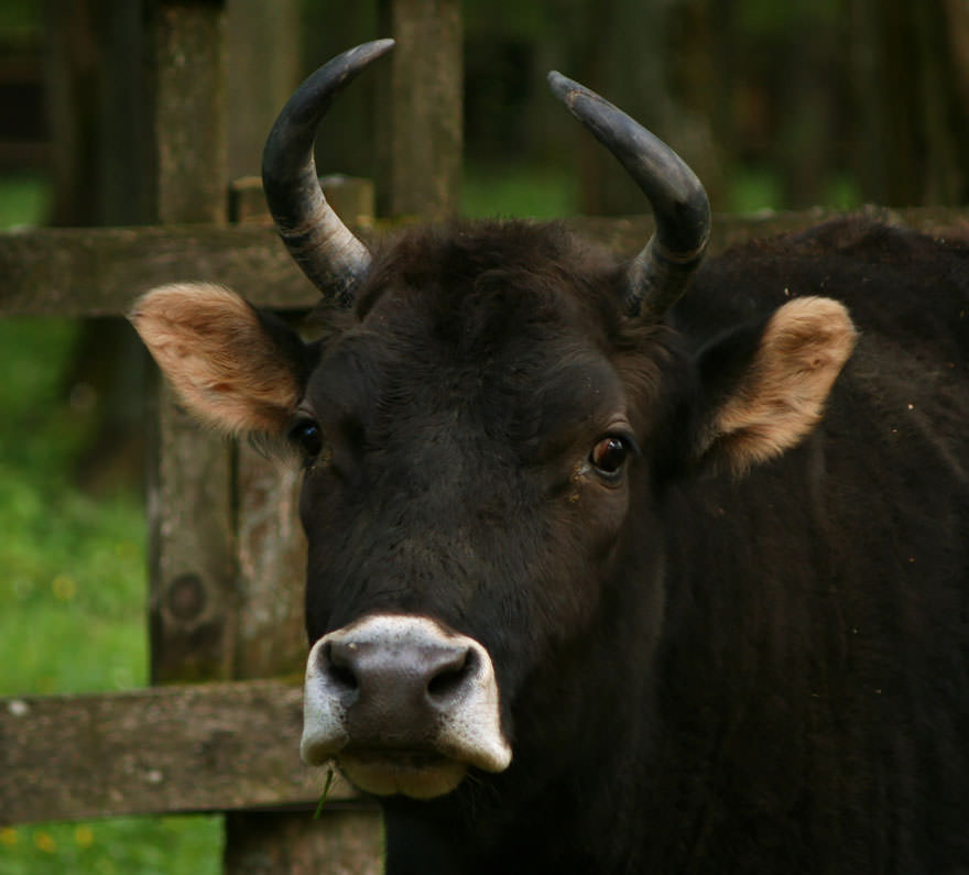 Żubroń (Cow + European Bison)