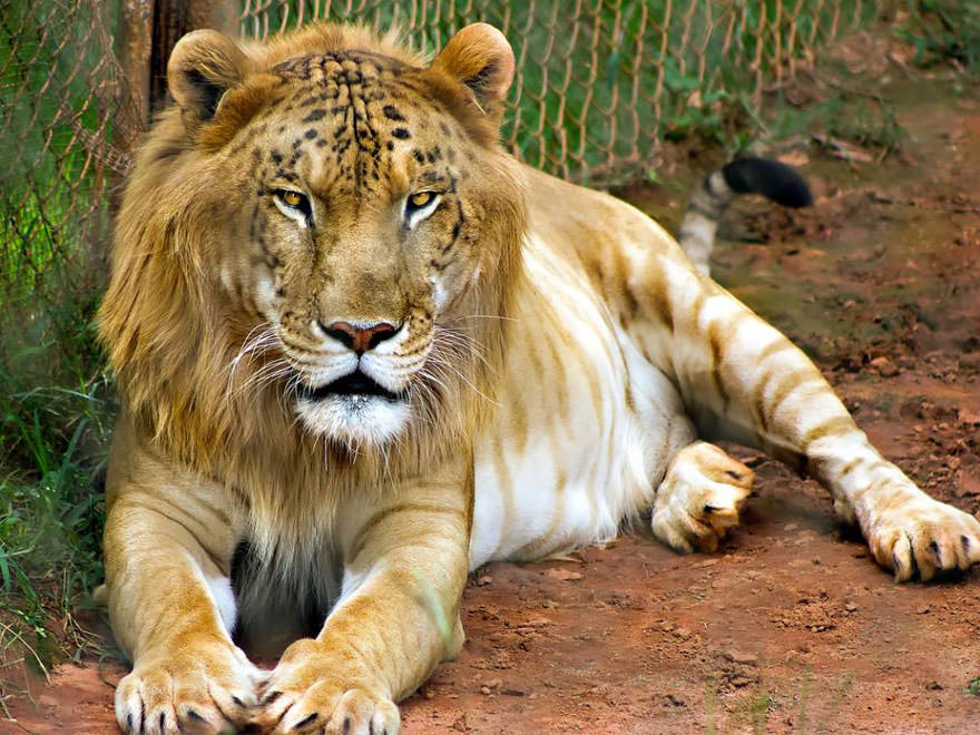 Tigon (Male Tiger + Female Lion)