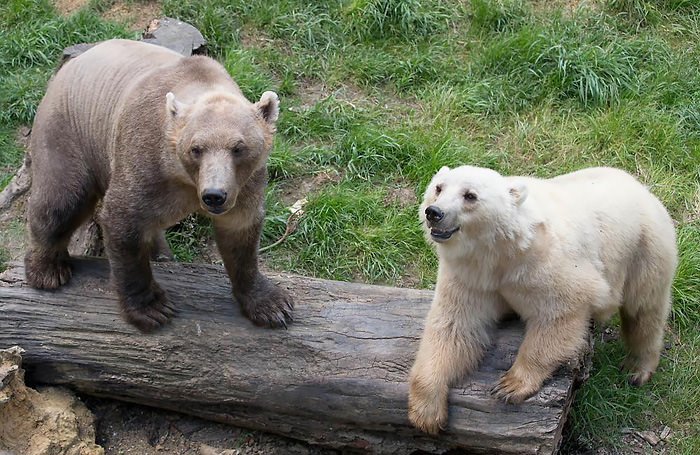 Grolar Bear (Polar Bear + Brown Bear)
