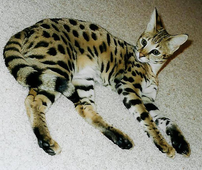 Savannah Cat (Domestic Cat + Serval)