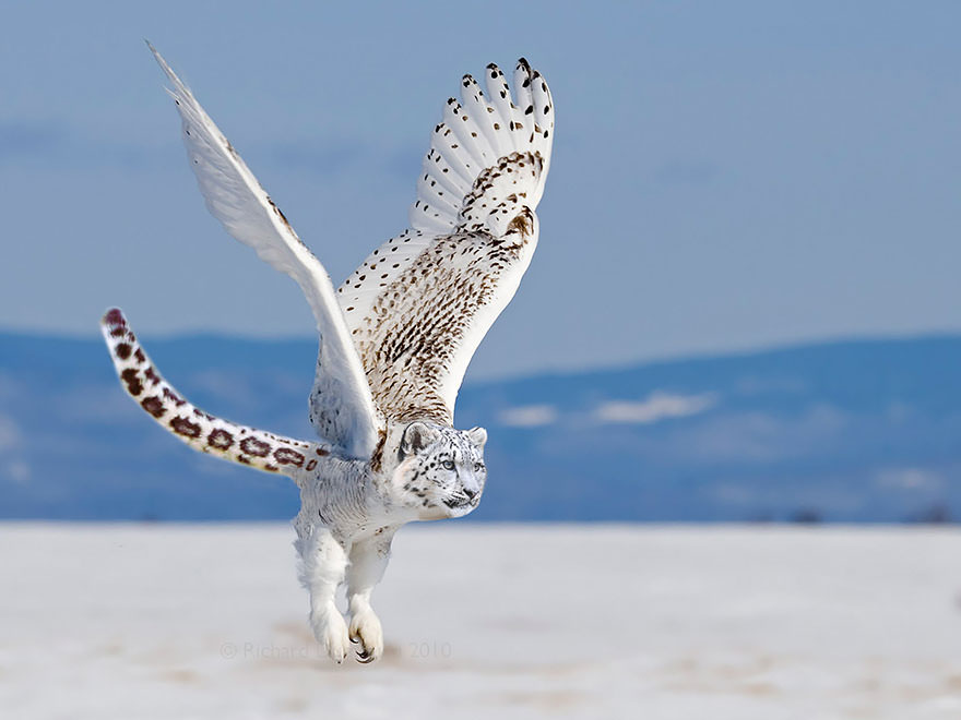 The snowy owlpard