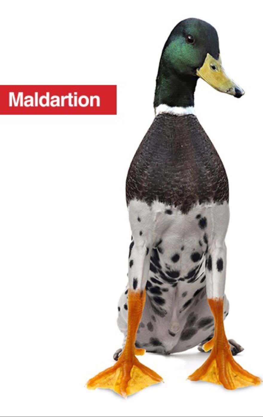 Maldartion