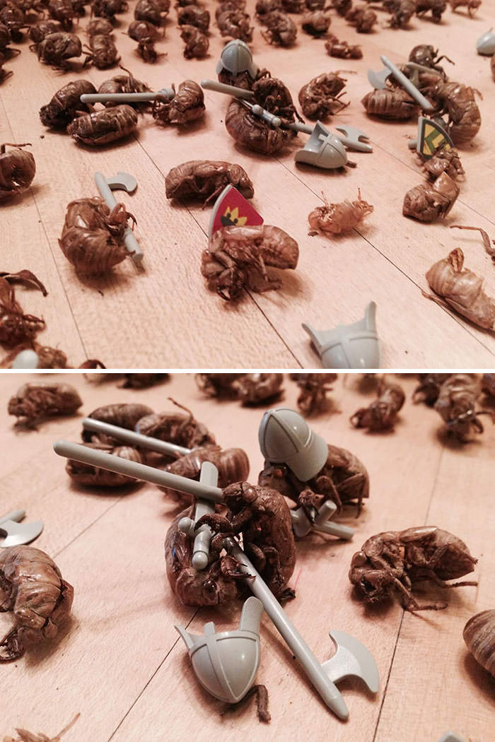 Collecting cicada shells for battle scenes
