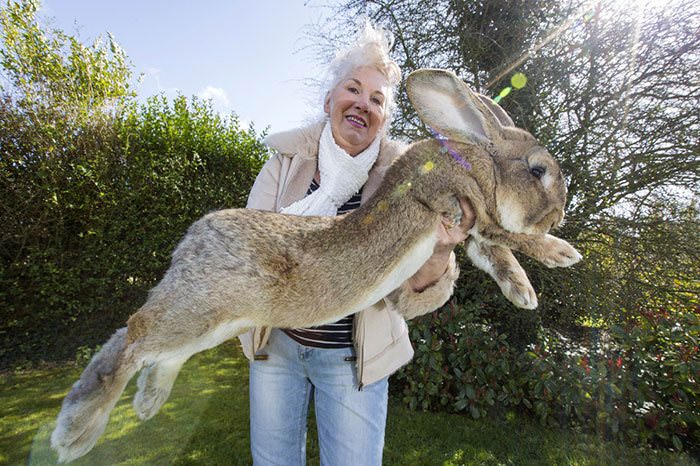 Darius the Continental Giant: Meet the World's Biggest Rabbit